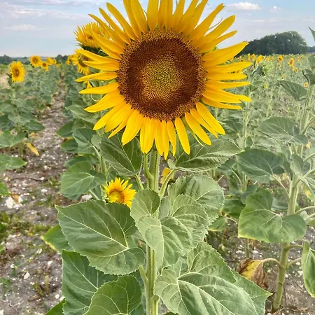 Сasa de vacaciones Maison Le Mas, Verrieres, Cognac Verrieres (Charente)